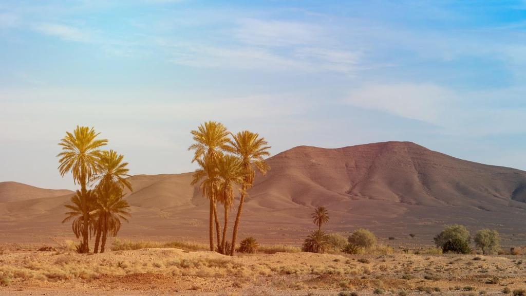 Alibaba Desert Camp image 9
