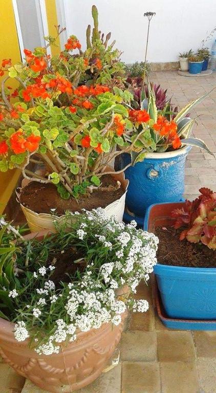 Apartment with 2 bedrooms in Essaouira with wonderful city view terrace and WiFi 2 km from the beach image 7