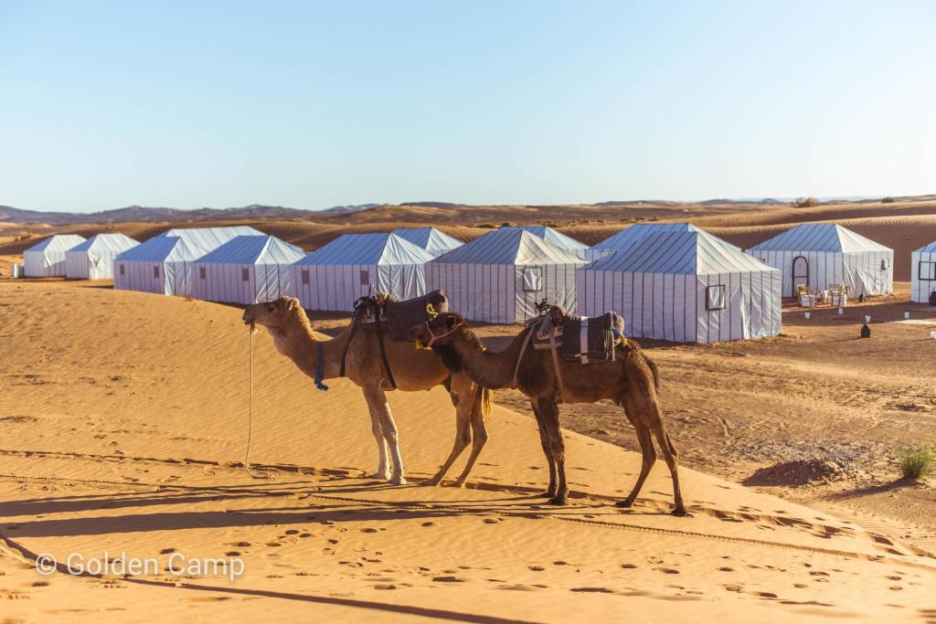 Golden Camp & Oasis image 8