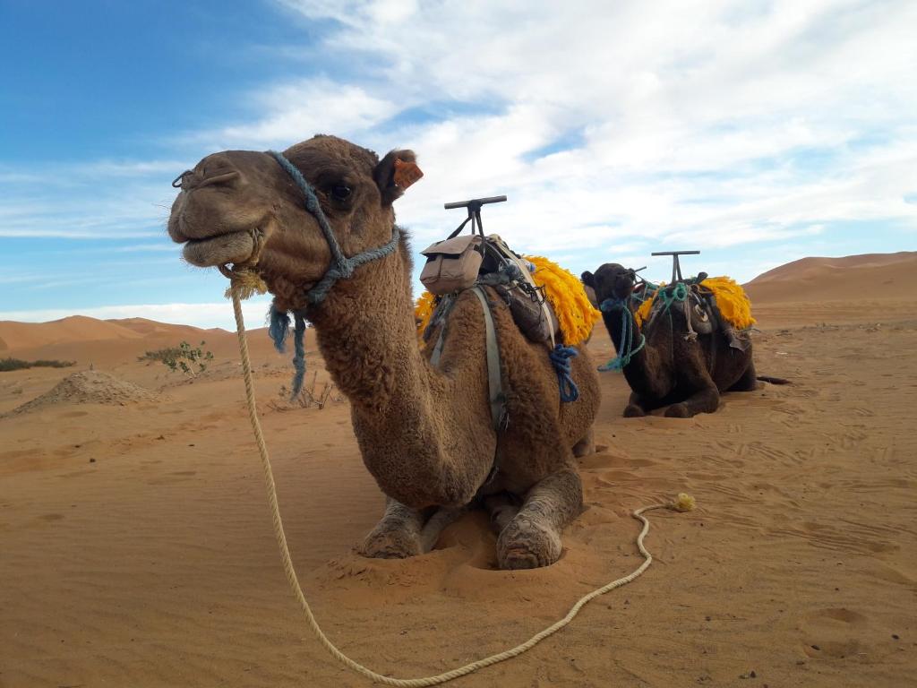 Luxury Sahara Desert Camping image 3